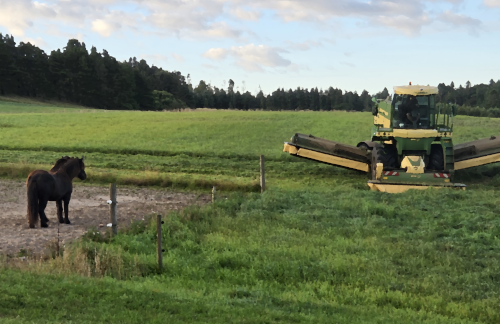 heste ser paa skorlaegning